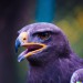 DALL·E 2023-05-15 09.59.59 - Foto of purple eagle__