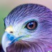 DALL·E 2023-05-15 09.59.53 - Foto of purple eagle__